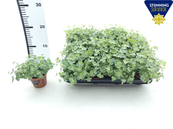 SEDUM SIEBOLDII