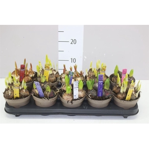 Bolbloemen Gemengd