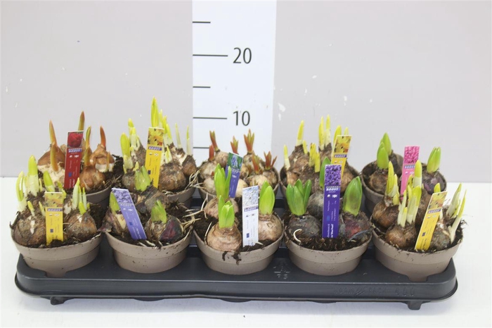 <h4>Bolbloemen Gemengd</h4>