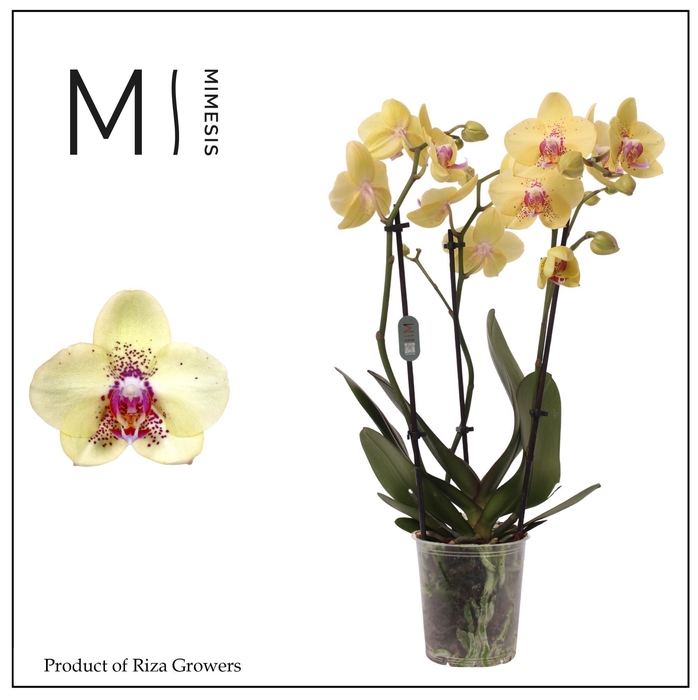 <h4>Phalaenopsis Dragon 3 spike - 12cm | Mimesis</h4>
