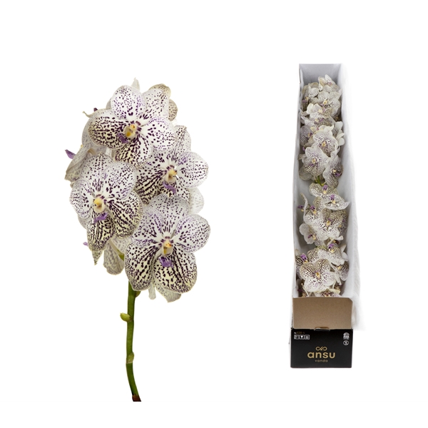 <h4>Vanda Purple Confetti X4</h4>