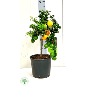 CITR AU CHINOTTO