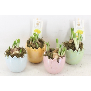 arr4 Narcis FL - Pearl glazed egg x12 mix