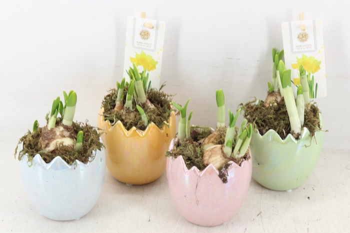 <h4>arr4 Narcis FL - Pearl glazed egg x12 mix</h4>