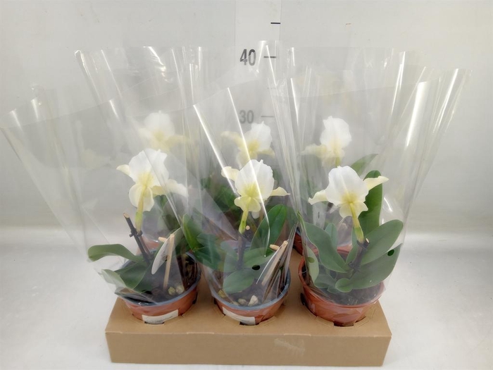 <h4>Paphiopedilum   ...</h4>