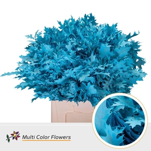 Quercus palustris ..colored H%