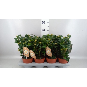 Camellia japonica 'Brushfield Yell'