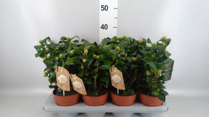 Camellia japonica 'Brushfield Yell'
