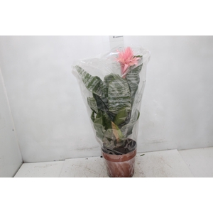 AECHMEA FASCIATA P17