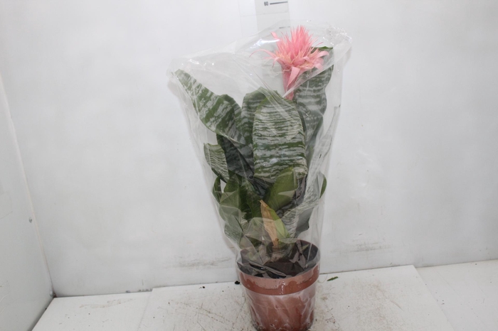 <h4>AECHMEA FASCIATA P17</h4>