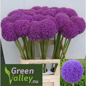 ALLIUM GIGANTEUM