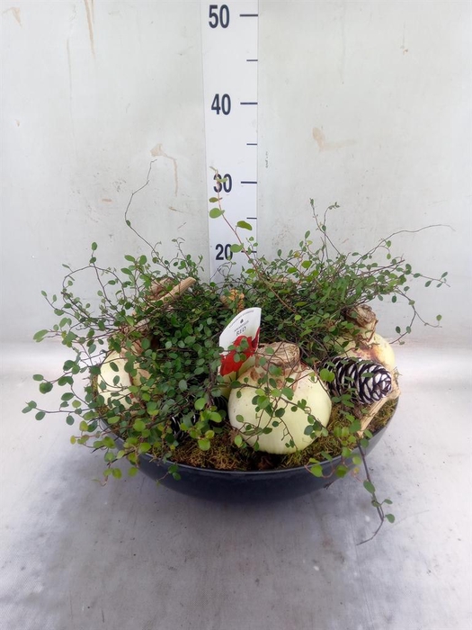 <h4>Arr. Tuinplanten L%</h4>