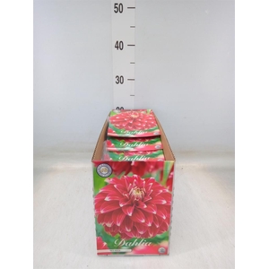 Dahlia   ...flowerbulbs