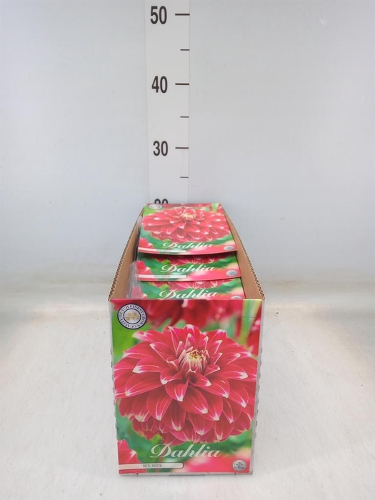 <h4>Dahlia   ...flowerbulbs</h4>