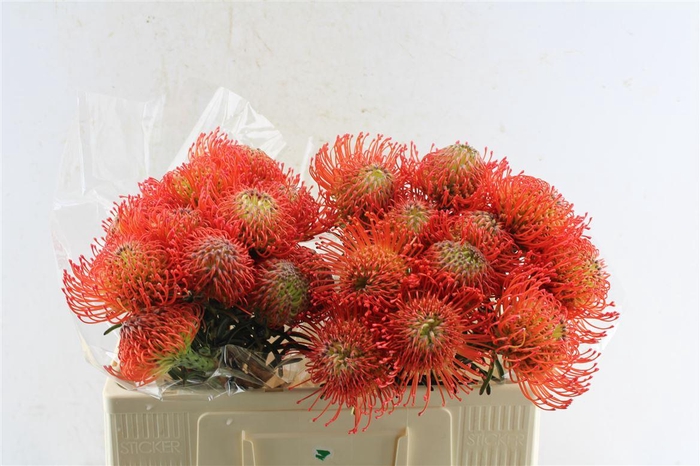 <h4>Leuco Co Succession</h4>