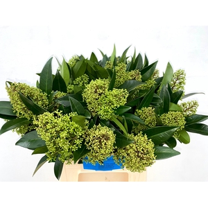 Skimmia spray green