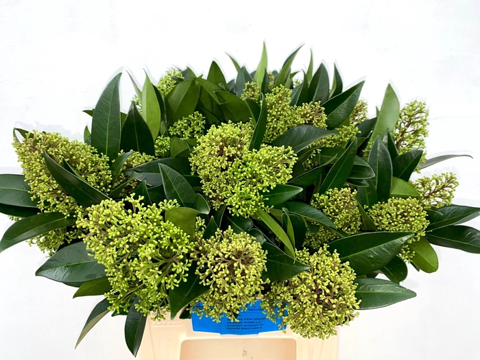 <h4>Skimmia spray green</h4>