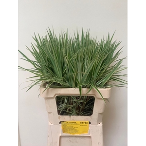 CAREX PH SPARKLER BONT