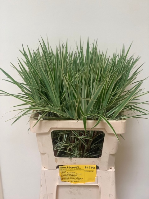 CAREX PH SPARKLER BONT