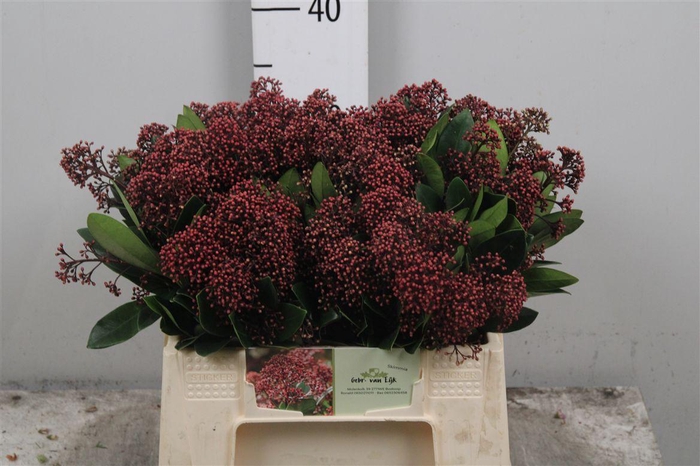 <h4>Skim J Rubella Bs</h4>