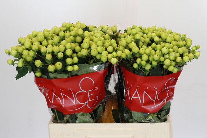 <h4>Hypericum Smiley Romance</h4>