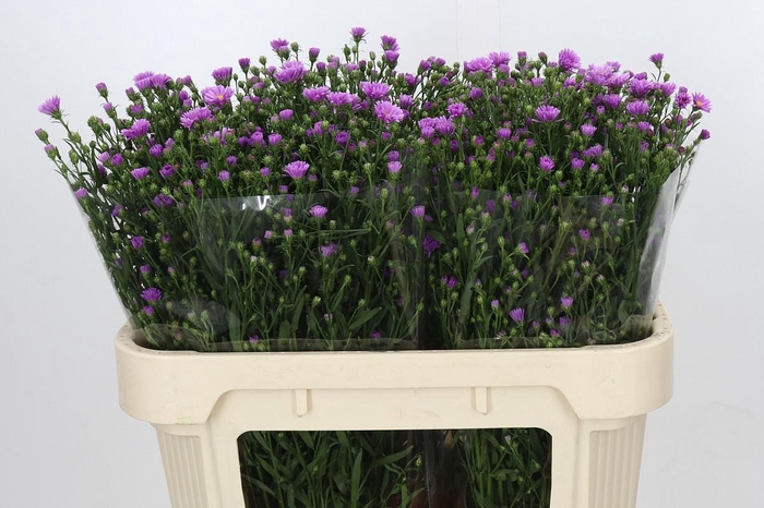 <h4>Aster Casarosa</h4>