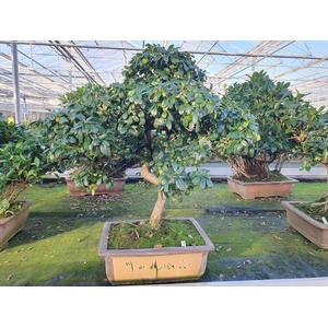 Carmona macrophylla, 40 cm., shape , height 80 cm.