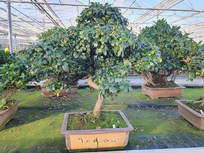 <h4>Carmona macrophylla, 40 cm., shape , height 80 cm.</h4>