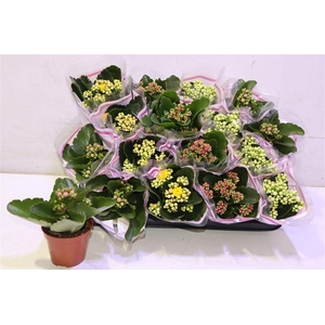 arr8 Kal Ge Gem 5 Kl