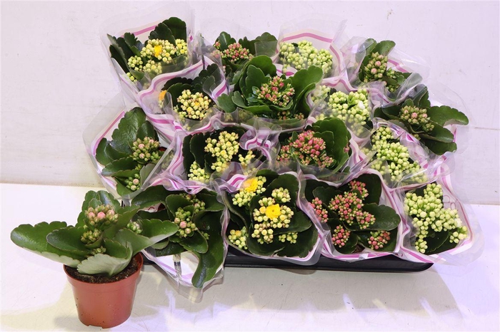 <h4>Kal Ge Gem 5 Kl</h4>