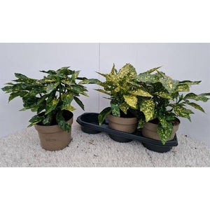 Aucuba japonica Variegata 19Ø 40cm