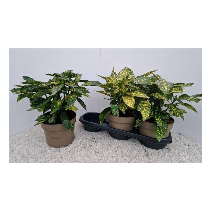 <h4>Aucuba japonica Variegata 19Ø 40cm</h4>
