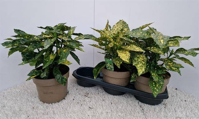 Aucuba japonica Variegata 19Ø 40cm