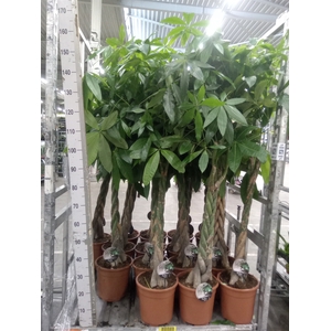 Pachira aquatica