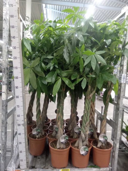 <h4>Pachira aquatica</h4>
