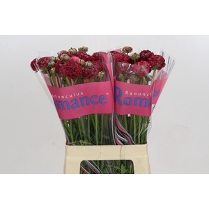 Ranunculus Romance Chaouen