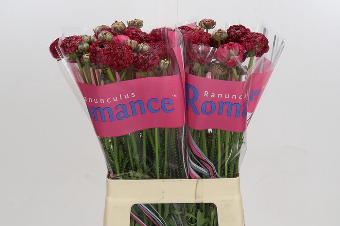 <h4>Ranunculus Romance Chaouen</h4>
