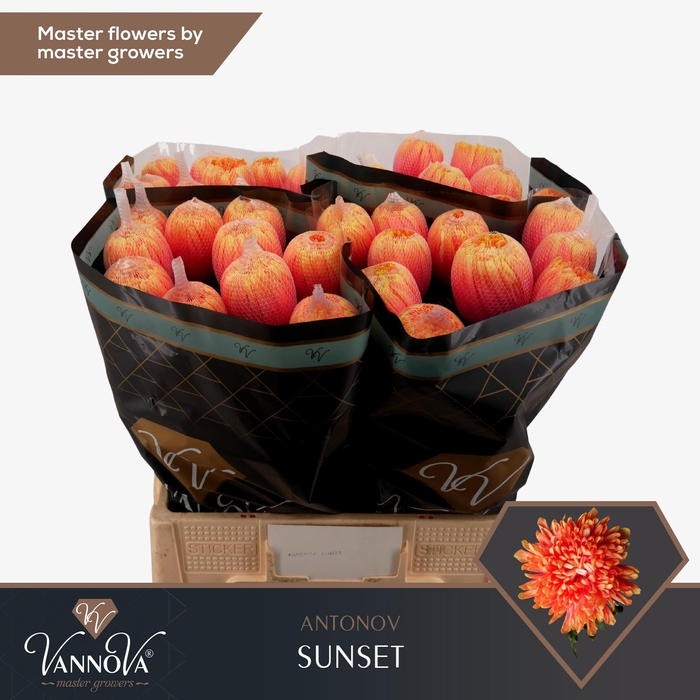 <h4>CHR G ANTONOV KLB H%</h4>