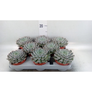 Echeveria cuspidata