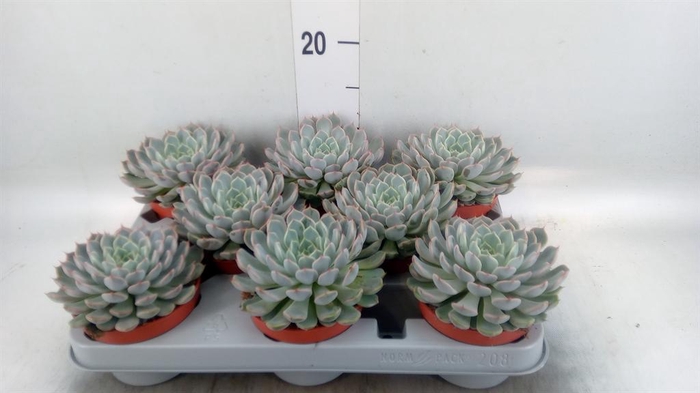 <h4>Echeveria cuspidata</h4>