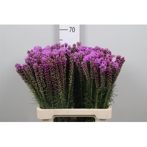 Liatris Spicata