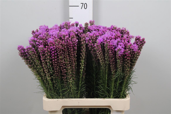 <h4>Liatris Spicata</h4>