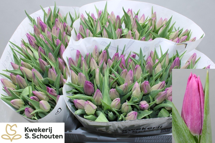 <h4>TU EN PURP INFLUENCE</h4>