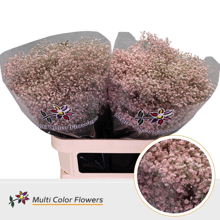 <h4>Gyps Fijn Rose Licht</h4>