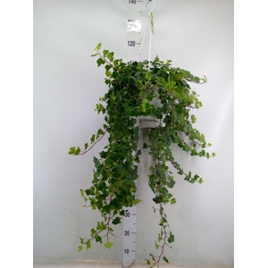 Hedera helix 'Wonder'