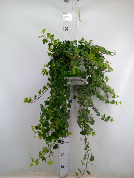 <h4>Hedera helix 'Wonder'</h4>