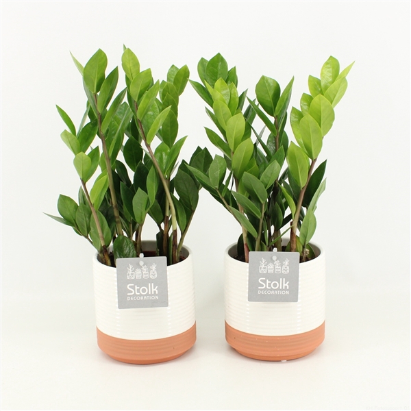 <h4>Zamioculcas Zamiifolia in Milou keramiek</h4>