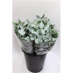 - EUCALYPTUS CINEREA