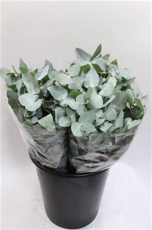<h4>- EUCALYPTUS CINEREA</h4>