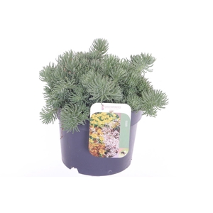 Sedum forsterianum Oracle